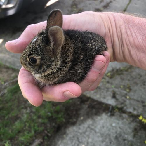Baby bunny who slipped into my garage while the door was open. Gently removed and placed back in shr