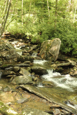 More from hiking today in Tennessee 