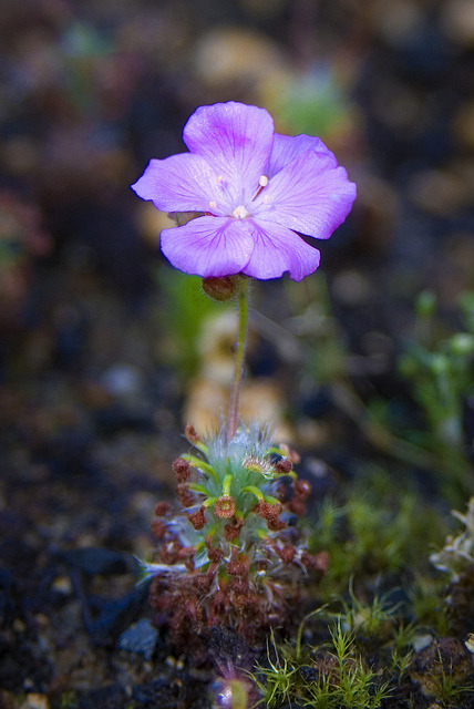 libutron:The pygmy sundew: Drosera gibsonii  Although a bit disproportionate to the size of the