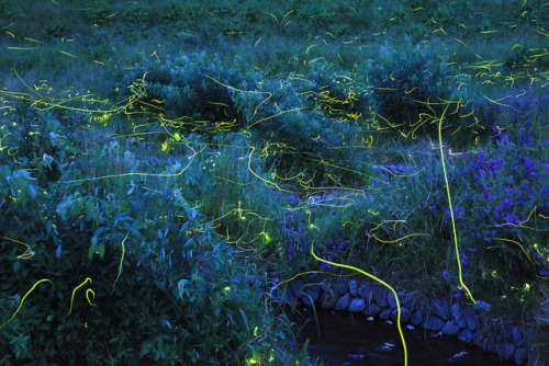 ancientdelirium:trails of the lightning bugs. by cate♪ on Flickr.