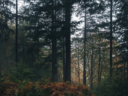 Grizedale Forest, Lake District, England