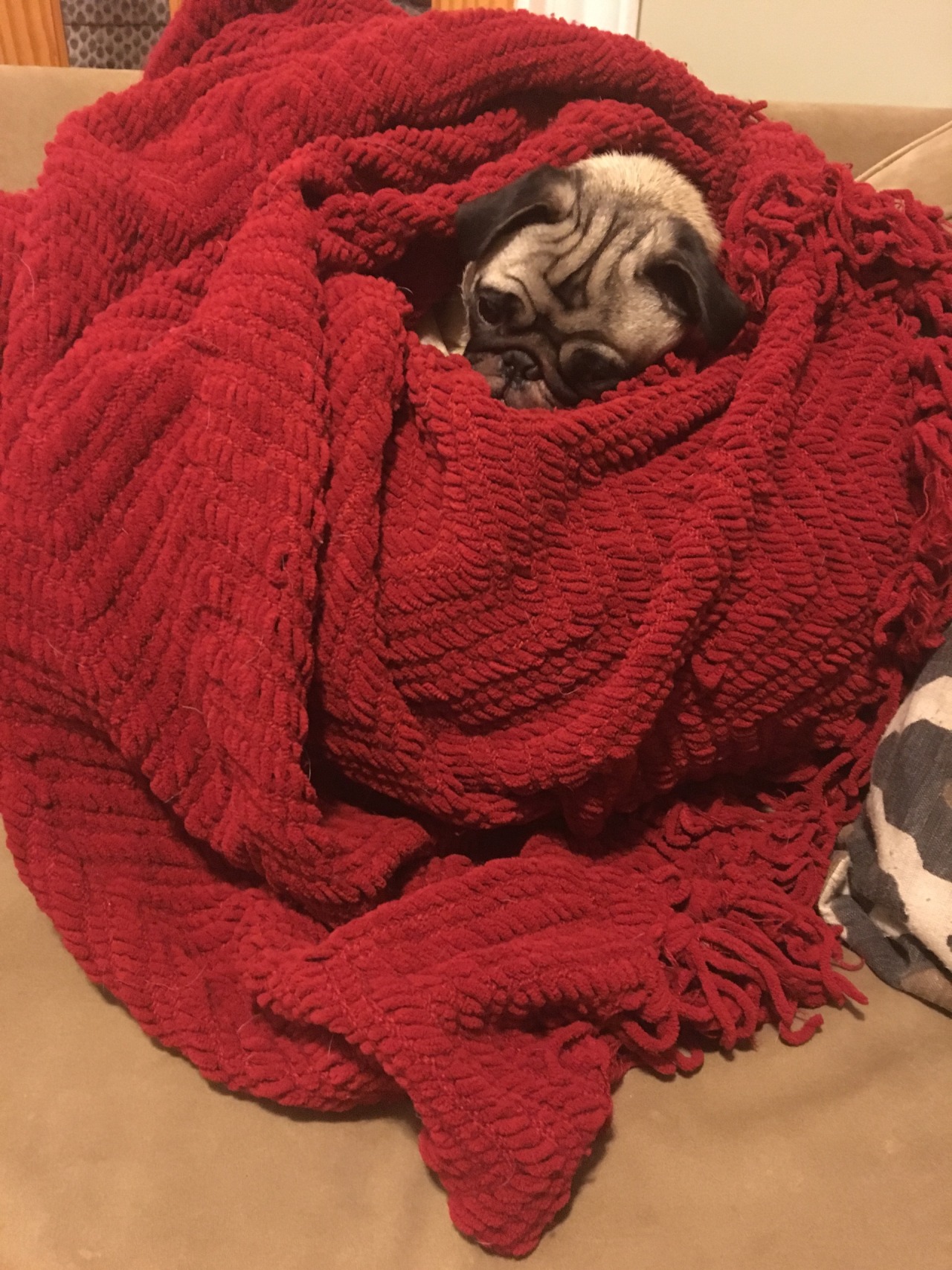randyhaddock:  Dexter loves his blankie. He’s all snuggled up and ready for bed.