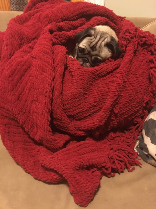 randyhaddock:  Dexter loves his blankie. He’s all snuggled up and ready for bed.