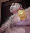 juicedmaleboobsworld:HAM. HAIRY, HUGE NIPPED, porn pictures