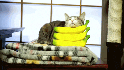 i-justreally-like-cats-okay:  x 