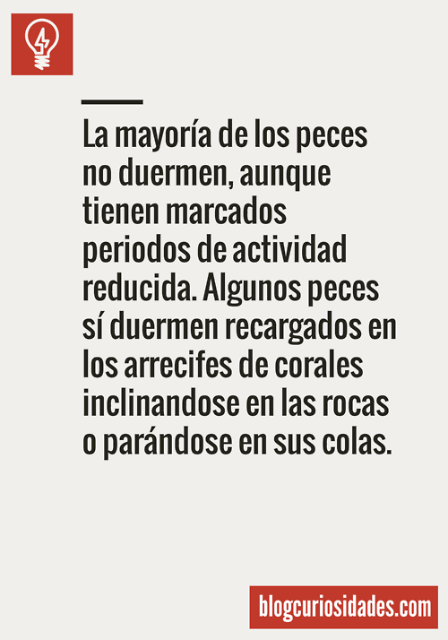 Descubre muchísimas más curiosidades:
Síguenos en twitter:
twitter.com/Bcuriosidad