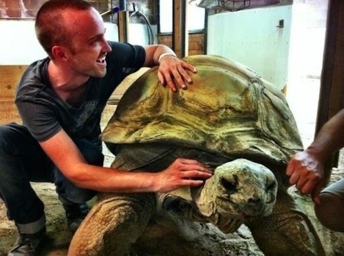 Jesse Listen To Me Gus Turned Me Into A Tortoise Jesse