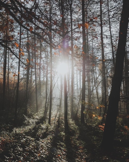 Instagram | Thewildwoodmoth