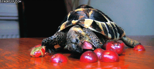 tort-time:  NEVER GIVE UP!  