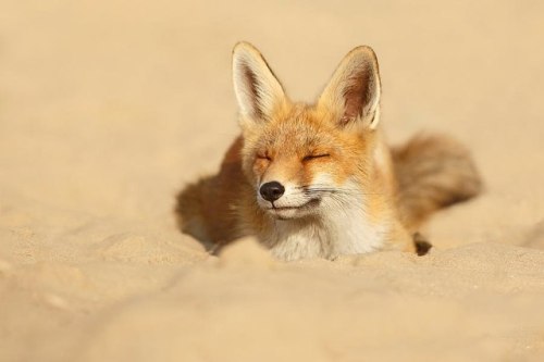 foxylover