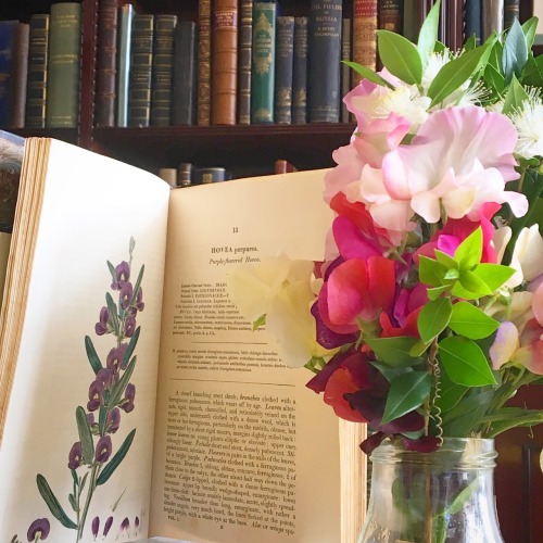 “Still life with book, bouquet and bookshelf”!Home-grown Sweet Peas looking glorious next to Sweet