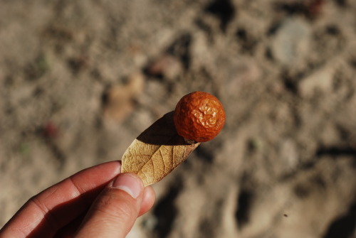 Cave Creek Canyon: found a gigantic gall.