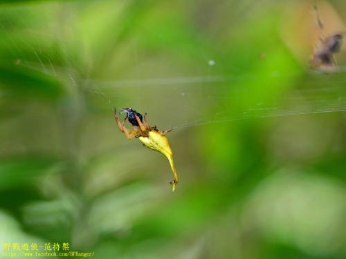 Black Tail Spider, Arachnura Melanura, Araneidae