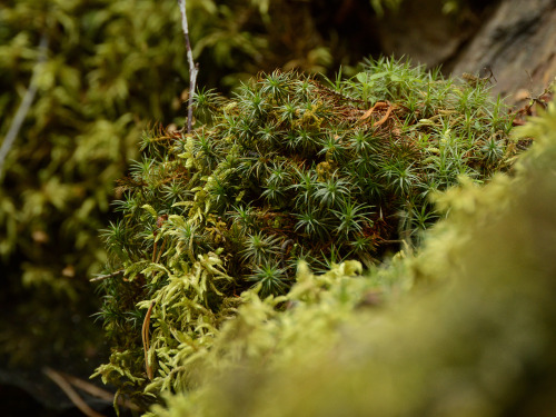 Close look at that moss