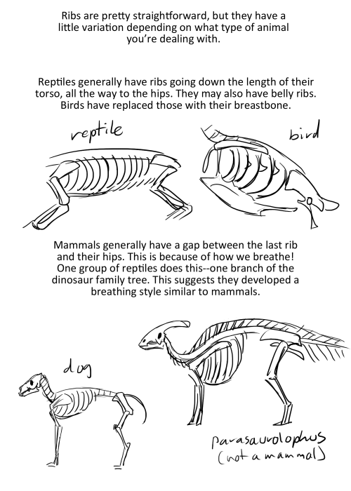 undertalethingems:Yup, here it is–my extremely basic tips for drawing skeletons of any sort! This is