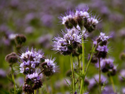 beautiful flowers