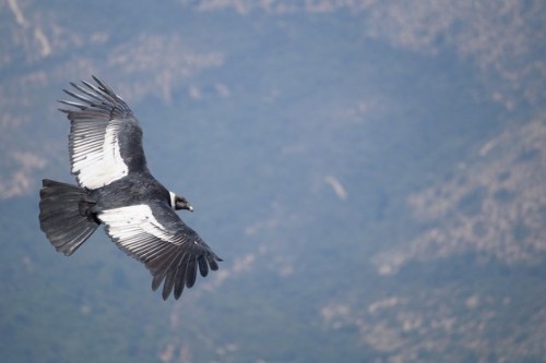 birdsbirdsbirdsbirdsbirds:Andean Condor - Vultur gryphus