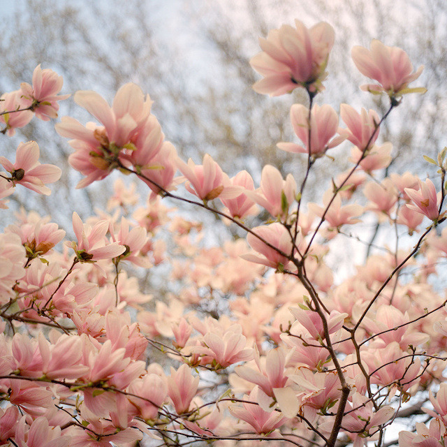 landscape-photo-graphy:  New York City Spring Covered In A Blanket Of Cherry Blossoms