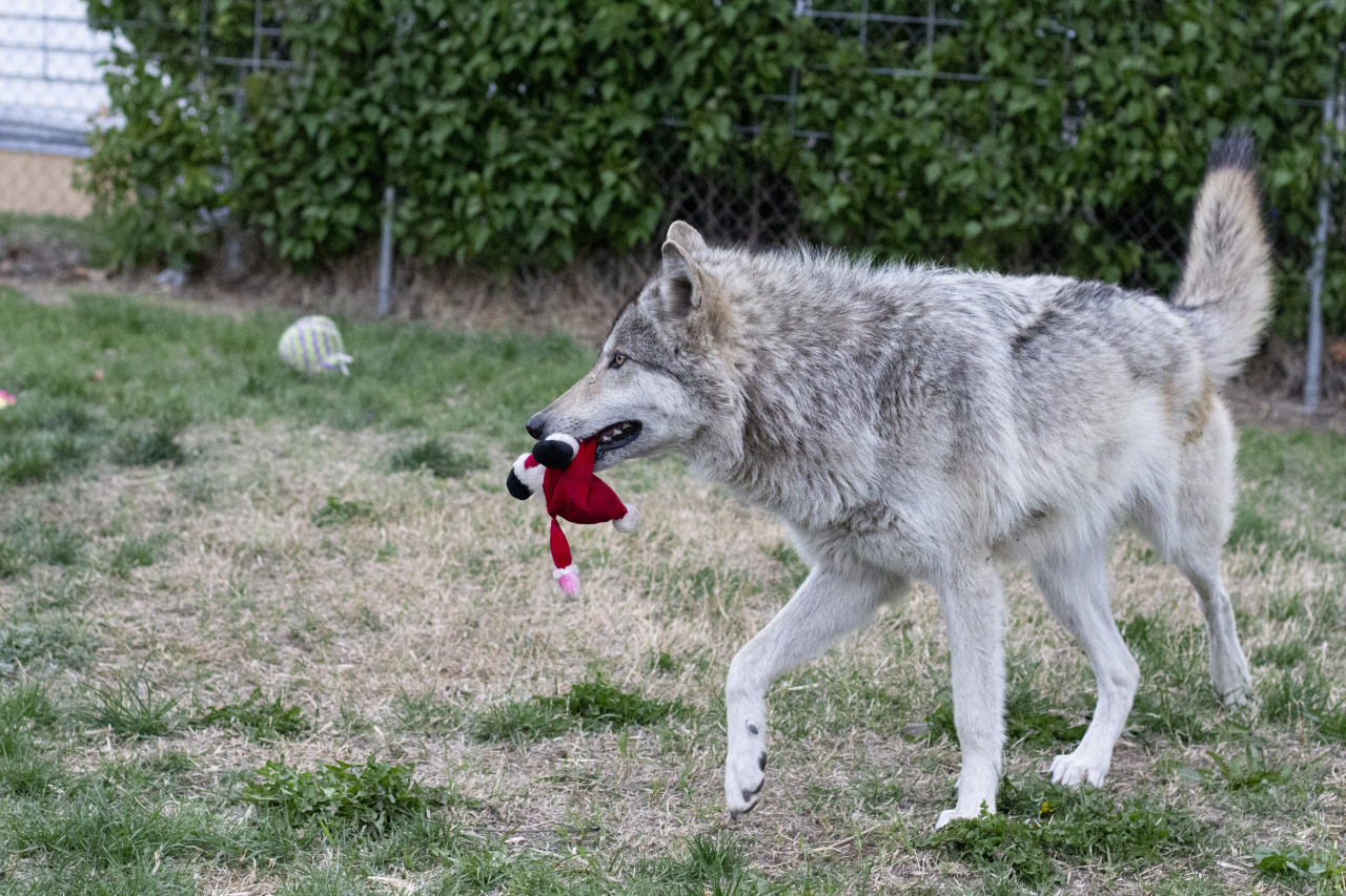 Happy birthday, Zephyr! Two years old now <3 