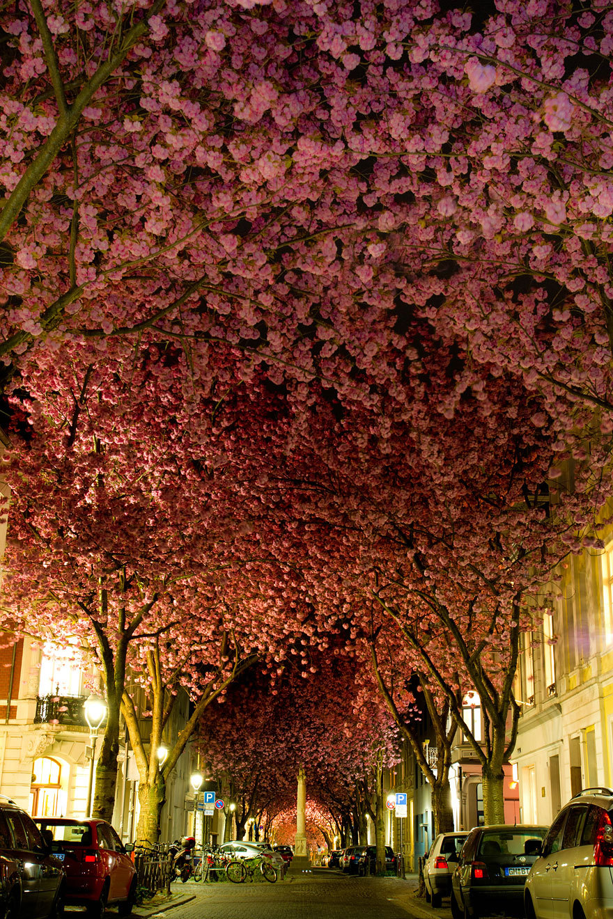 classiclinds:  ladyinterior: Magnificent Trees Around the WorldThese are the most