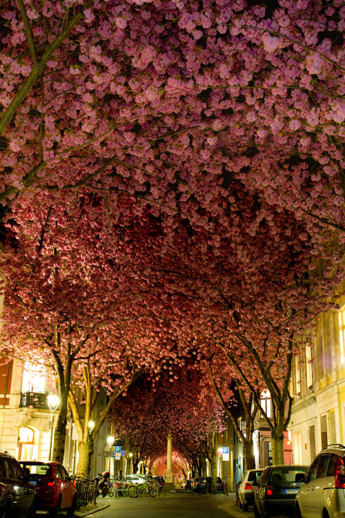 ladyinterior:  Magnificent Trees Around the World 