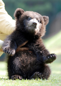 magicalnaturetour:Bears by floridapfe on
