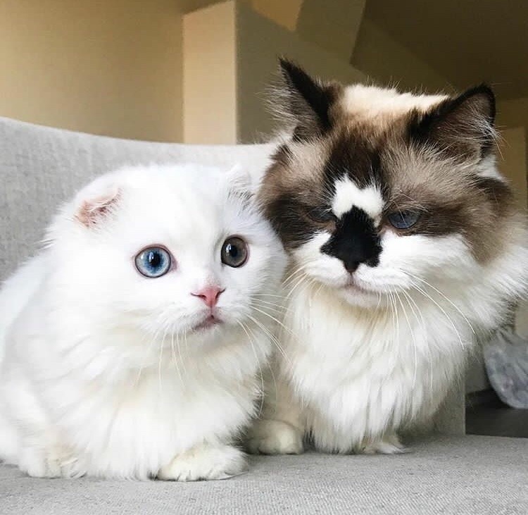 animals-lovers:  Goyanggy // Albert