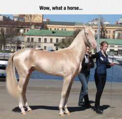 srsfunny:  The Most Glamorous Horse I’ve Ever Seenhttp://srsfunny.tumblr.com/