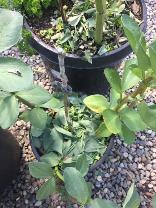 Various grafts showing signs of life. Mulberry, peach, pear and cherry pictured here. Growing in the