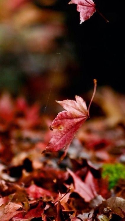 A dry maple leaf has come off and is falling to the earth; its movement is exactly like a butterfly&