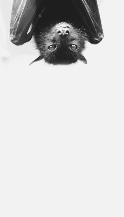 dark-recesses-of-the-soul:    ☽ dark, horror, eerie, macabre ☾   