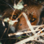foxes-and-falcons