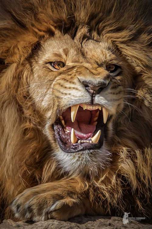 Only one can be king