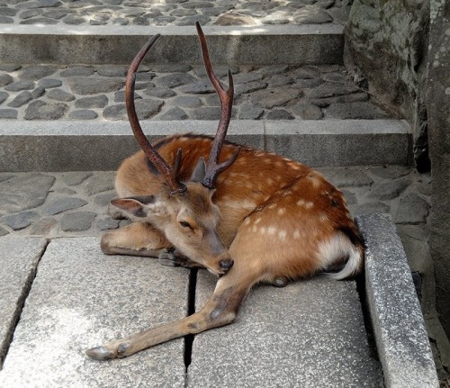 cindeer:stielle:Horns and spots? How does that….?It’s a Sika deer! They’re known as the spotted deer