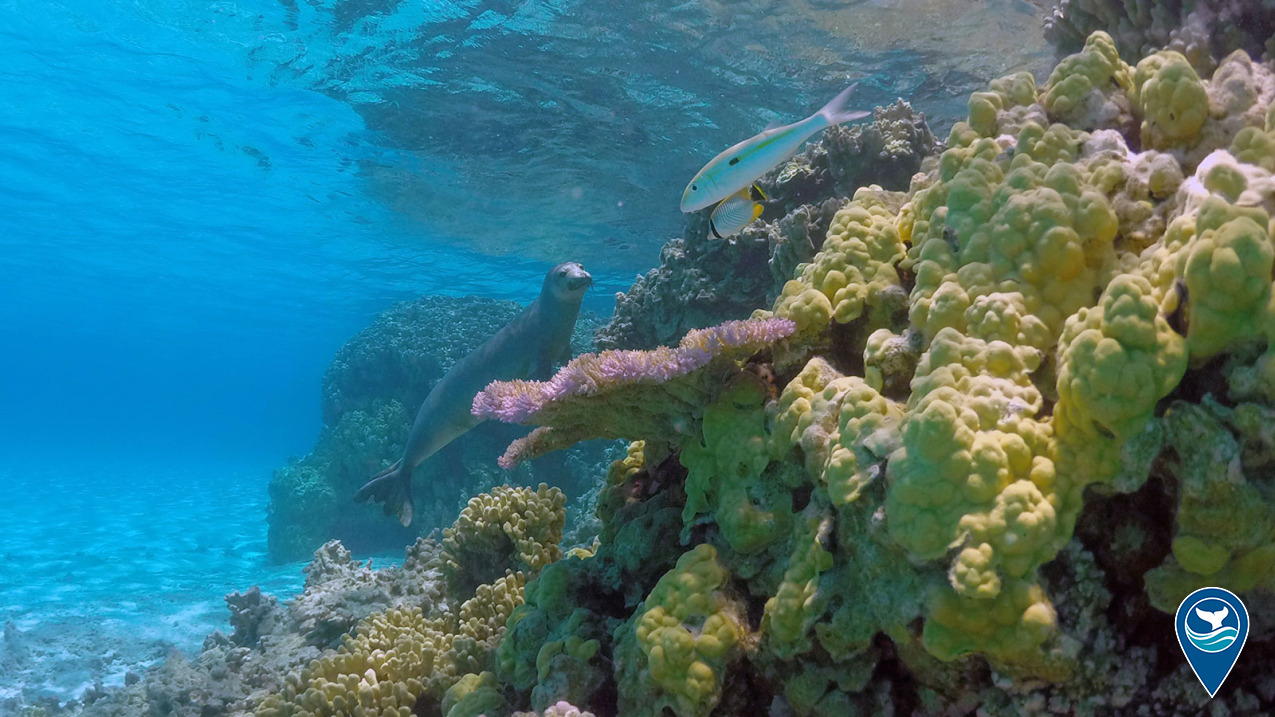 Hawaiian monk seal swimming in shallow water near a reef.