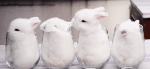 yesiamyourgoddess:  🐰⚜