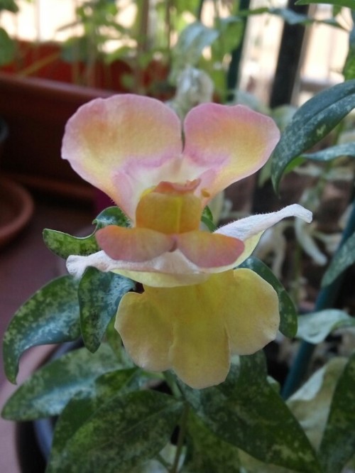 02/Jul/2016The first snapdragons started to bloom some days ago