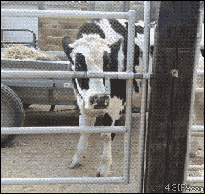 4gifs:  He wants to moove on to greener pastures.