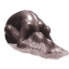 mammalactress