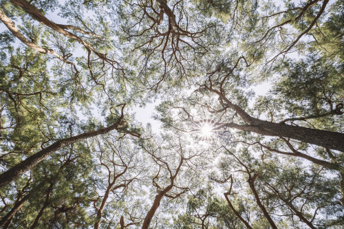 2022-05-15Hadong Pine Forest ParkCanon EOS R3 + RF15-35mm f2.8L ISInstagram  |  hwantastic79vivid