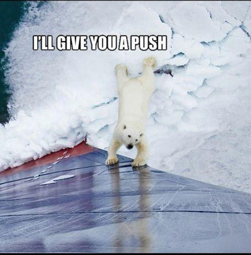 tdevil:  diggym:  iraffiruse:  Frozach Submitted  Awwww .  Helpful Polar Bear is