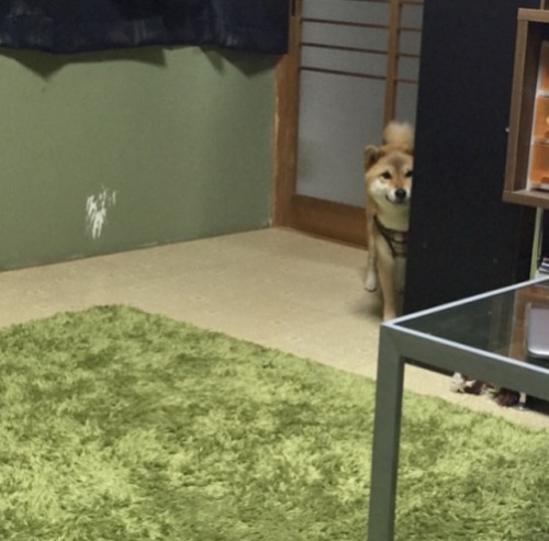 mustardtigress:today’s peeky shibes