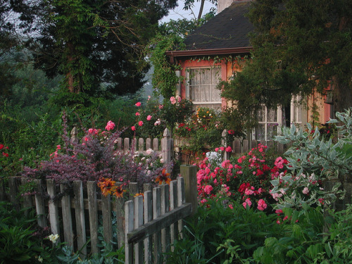 peonyandbee:Flower Carpet roses in Cottage Gardens by tesselaarusa on Flickr.