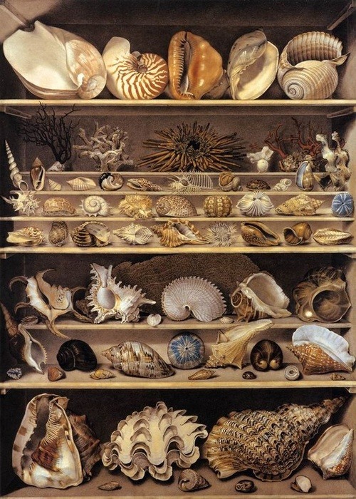 chasingthegreenfaerie:  Isidore Leroy de Barde, A Selection of Shells Arranged on a Shelf, watercolor and gouache, 1803 