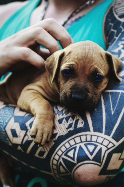 envyavenue:  Tiny Pitbull / Zhamilya