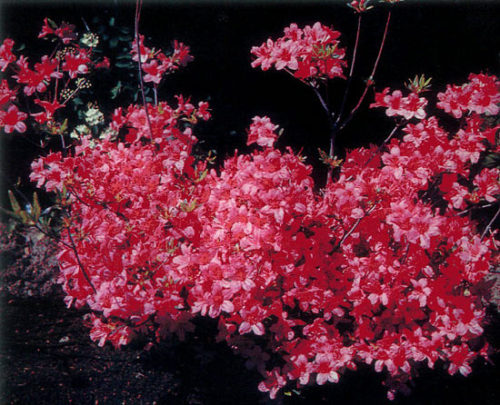 EVERGREEN AZALEAS IN THE PUGET SOUND REGION ~ Tacoma, Washington