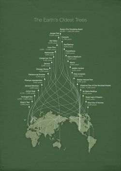 sixpenceee:Earth’s Oldest Trees(Source)