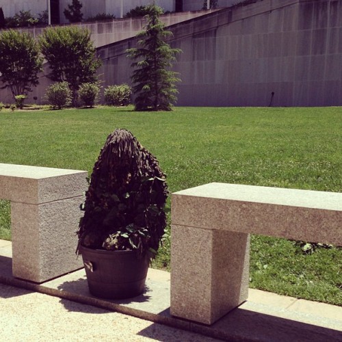 anekie:givemeajobplease:This was a man, dressed as a plant, making pigeon noises at people walking b