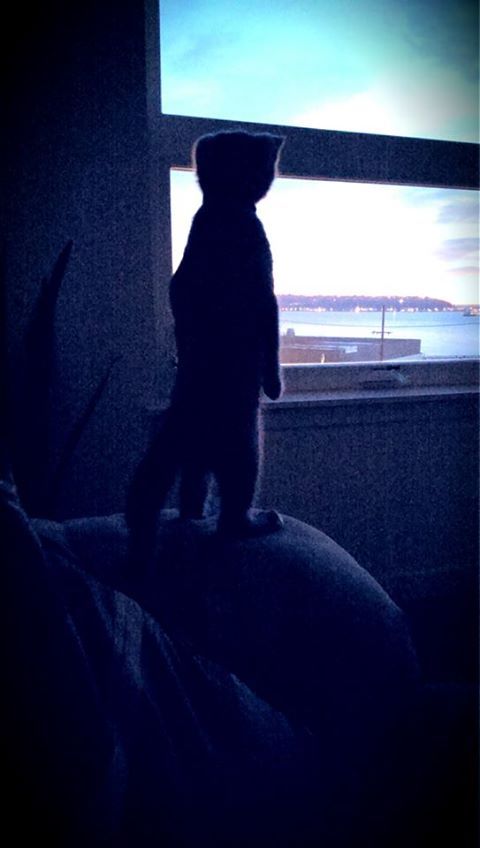 lolfactory:  Little cat, big world.- funny tumblr - lol rofl wtf pics