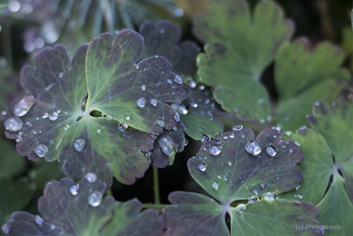 Many little worlds shine on shaded leavesriverwindphotography, August 2018